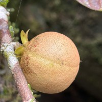 Stemonoporus rigidus Thwaites